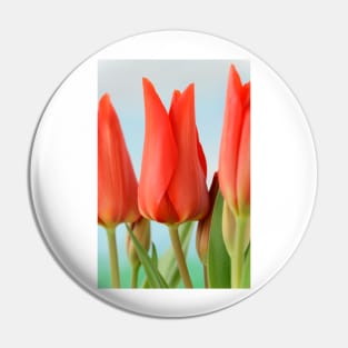 Tulipa praestans  &#39;Van Tubergen&#39;s Variety&#39;  Miscellaneous tulip Pin