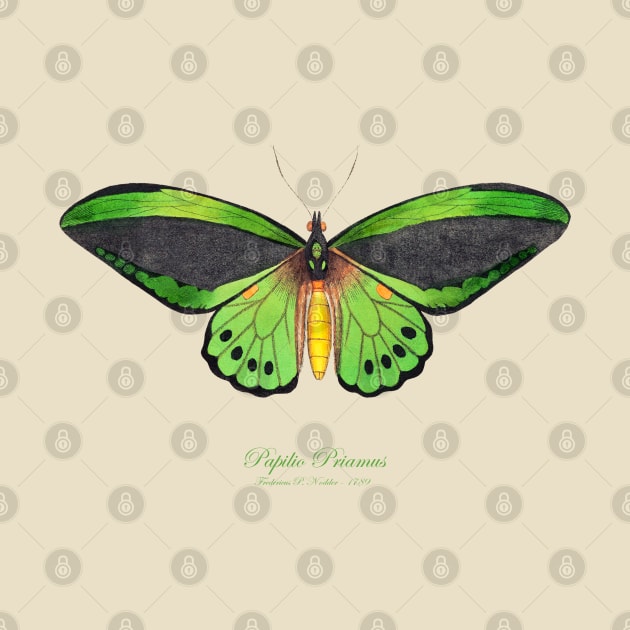 Butterfly - Common Green Birdwing, Priam's Birdwing or Northern Birdwing, Cape York Birdwing aka Papilio Priamus or Ornithoptera Priamus by SPJE Illustration Photography