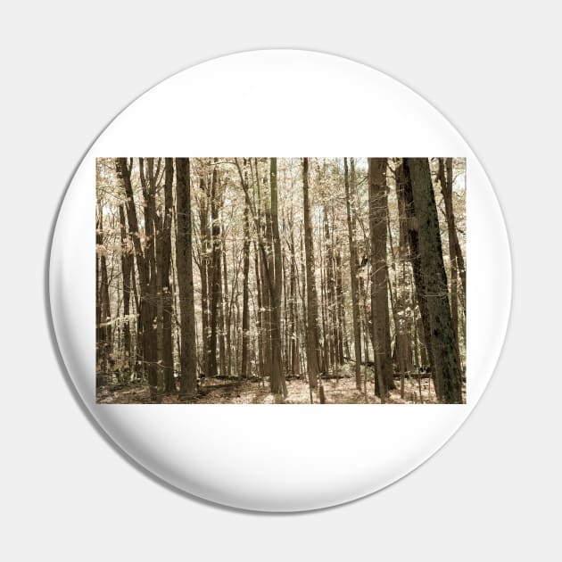 Autumn deep in forest scene on a trail in New England Pin by brians101