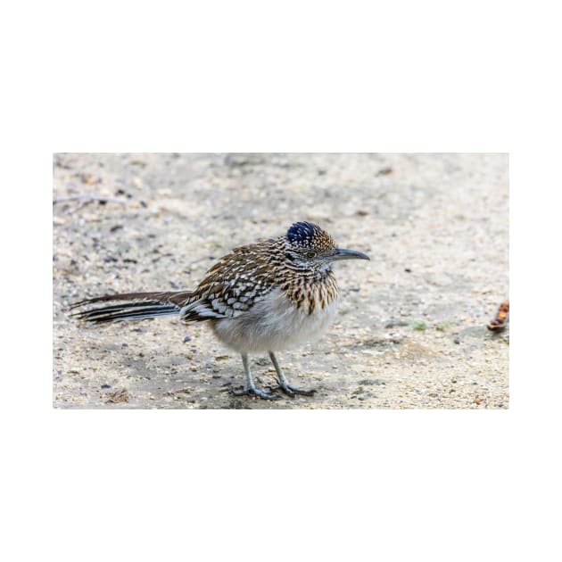 Great Roadrunner takes a Brief Pause by Debra Martz