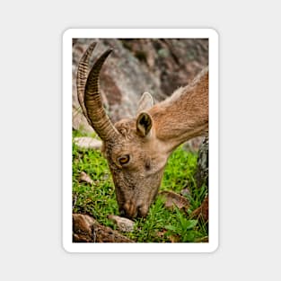 Ibex Magnet