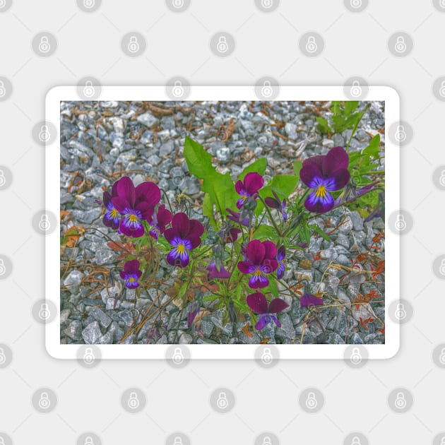 Digitally Enhanced Violets and Gravel Magnet by Ric1926