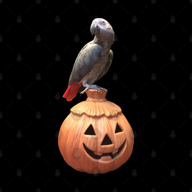 Jack-o-lantern Halloween African Grey Parrot by Einstein Parrot