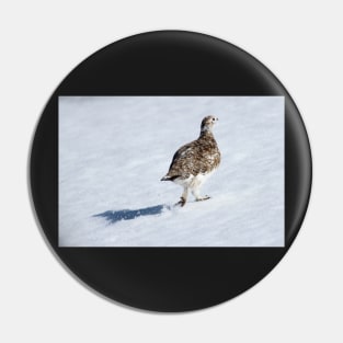 Ptarmigan Pin