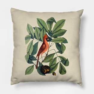 Cardinal Bird Vintage Illustration Pillow