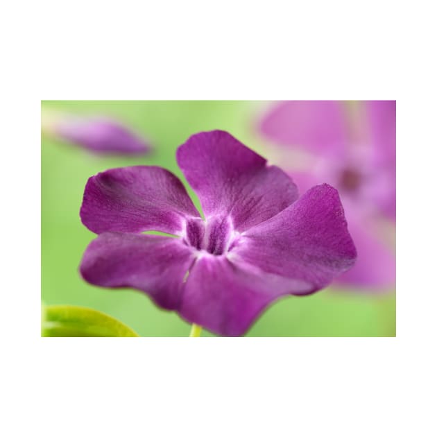 Vinca minor  &#39;Atropurpurea&#39;   AGM  Dark purple-flowered periwinkle  Syn.  Vinca minor &#39;Purpurea&#39;  Vinca minor &#39;Rubra&#39; by chrisburrows