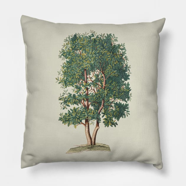 Tree Vintage Botanical Illustration Pillow by Biophilia