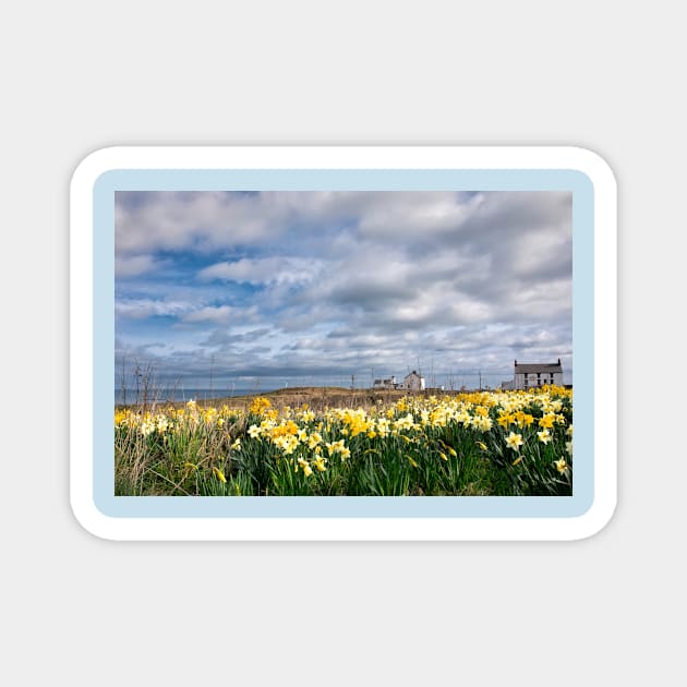 Springtime at Seaton Sluice Magnet by Violaman