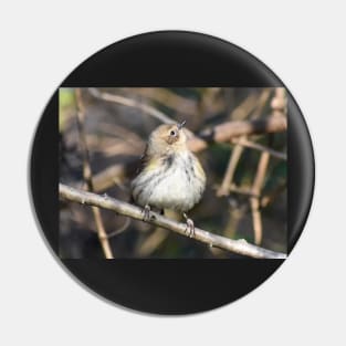 Yellow rumped warbler Pin