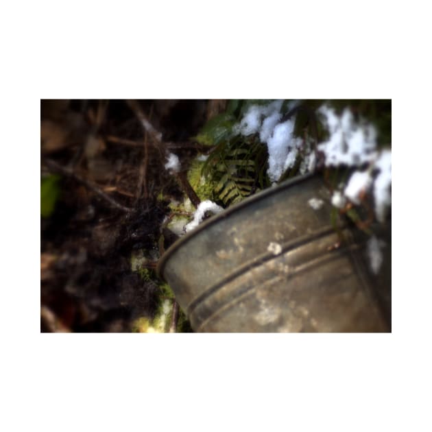 tin bucket in a snowy Oregon forest by DlmtleArt