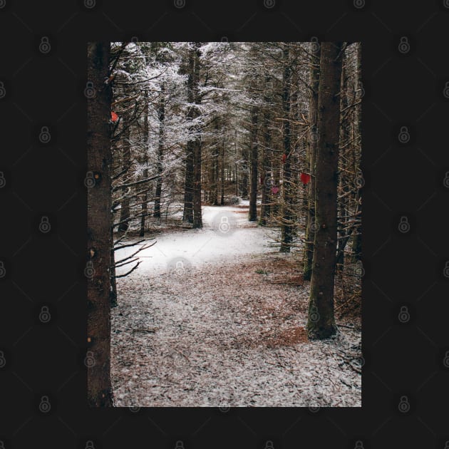 Photo of Mysterious Forest Trail Covered with Snow V2 by Family journey with God