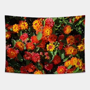 Colorful Bloom Photography My Tapestry