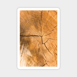 Wooden Tree Circle Texture - Alternative Magnet