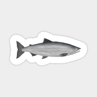 Sockeye Salmon - Ocean Phase Magnet