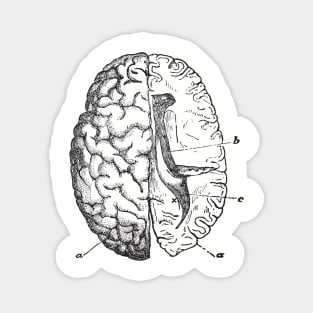 Brain anatomy Magnet