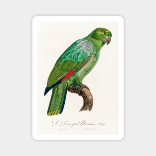 The Southern Mealy Amazon, Amazona farinosa from Natural History of Parrots (1801—1805) by Francois Levaillant. Magnet