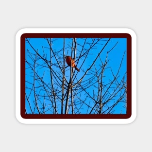 Red Cardinal in a bare Tree Magnet