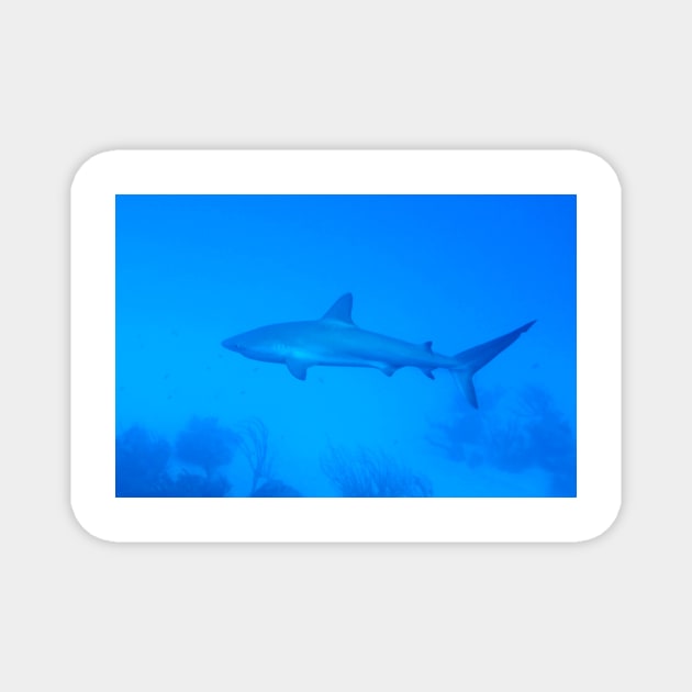 Caribbean Reef Shark Magnet by Scubagirlamy