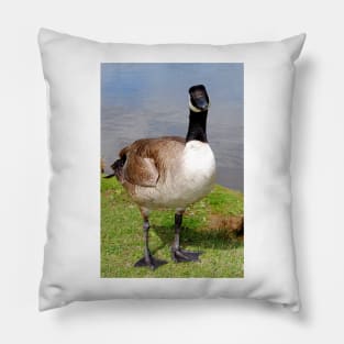 Canada Goose Canadian Geese Wild Bird Pillow