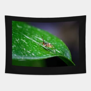 A gorgeous metallic jumper (Siler semiglaucus) saying hi from a Monstera Thai constellation! It's also know as colorful jumping spider and jade jumping spider Tapestry