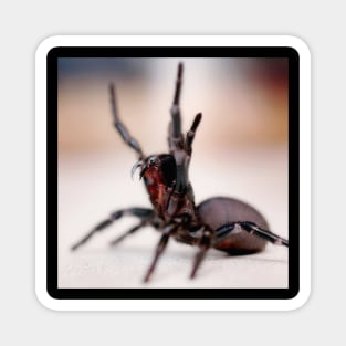 Sydney Funnel Web Spider -Atrax robustus Magnet