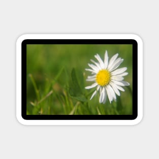 Daisy Macro Magnet