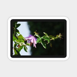 Lavender Lady Passiflora Magnet