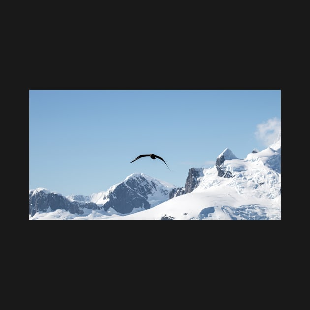 South polar skua over the Neumayer Channel, Antarctica by HazelWright