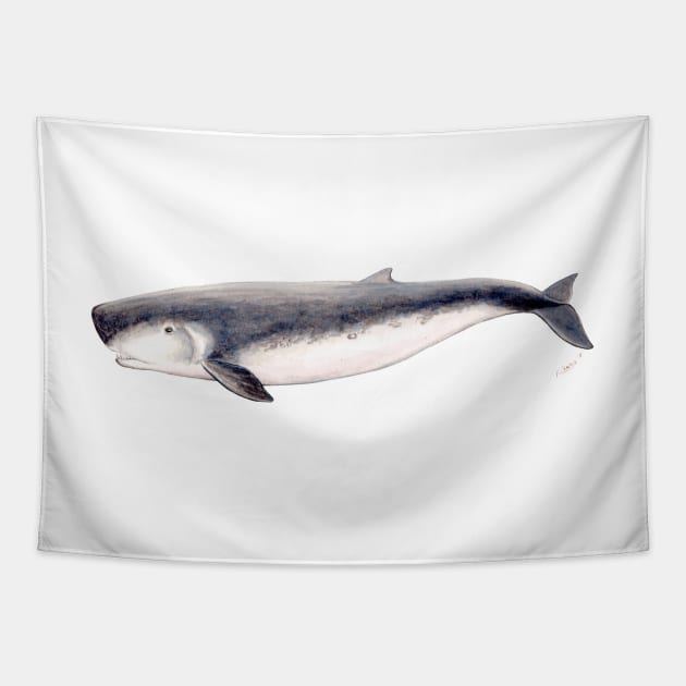 Pygmy sperm whale Tapestry by chloeyzoard