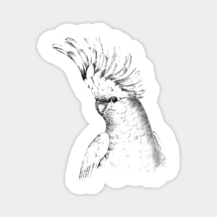 Dramabite Cockatiel Bird Parrot Cockatoo Parakeet Artistic Graphic Magnet