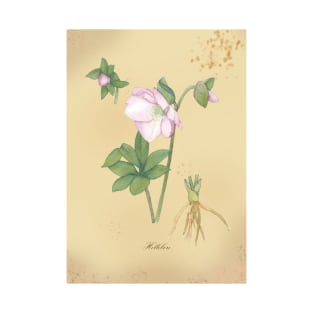 Hellebore, watercolor painting T-Shirt