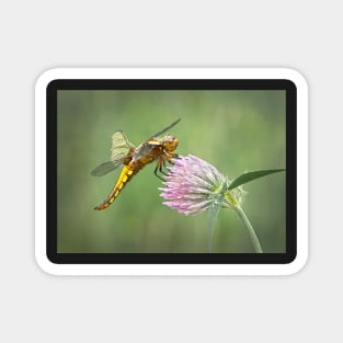 Broad-bodied Chaser female on red clover flower Magnet