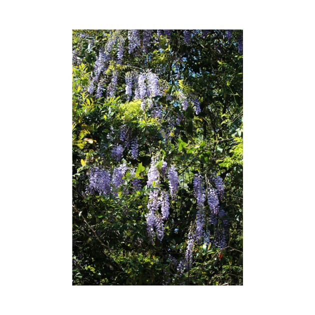 Cascade Of Wisteria by Cynthia48