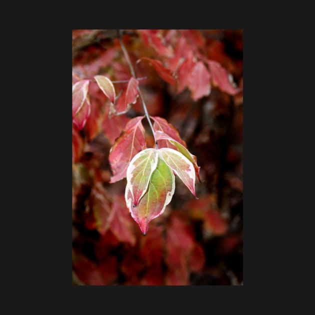 November Dogwood by EileenMcVey