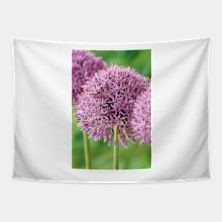 Allium stipitatum  'Mars' Tapestry