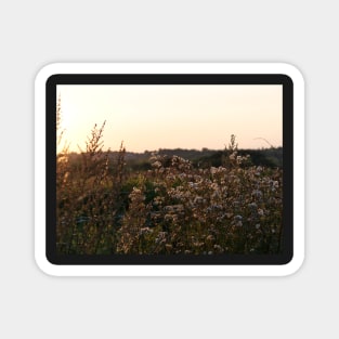 Dramatic colours on plants at sunset or sundown Magnet