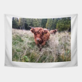 Scottish Highland Cattle Calf 2121 Tapestry