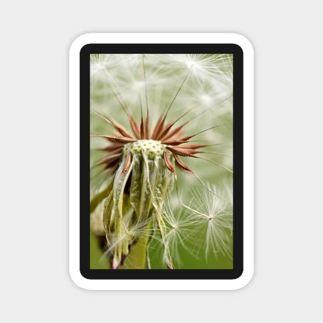 Dandelion macro photography Magnet by glovegoals