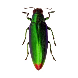 Chrysochroa Fulgidissima Jewel Beetle T-Shirt