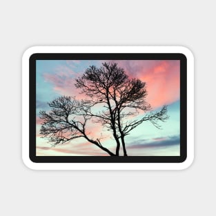 Beautiful tree with a craw at sunset Magnet