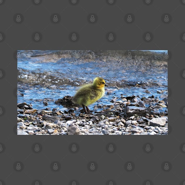 Gosling Walking Along The Water by BackyardBirder