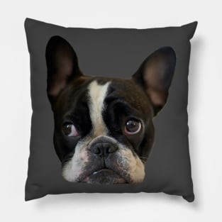 Funny french bulldog puppy Pillow