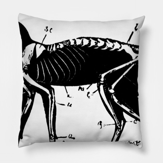 Cat Anatomy Sketch Cat Anatomy Pillow Teepublic This is a tutorial on how to draw cats with some amount of anatomic accuracy. teepublic