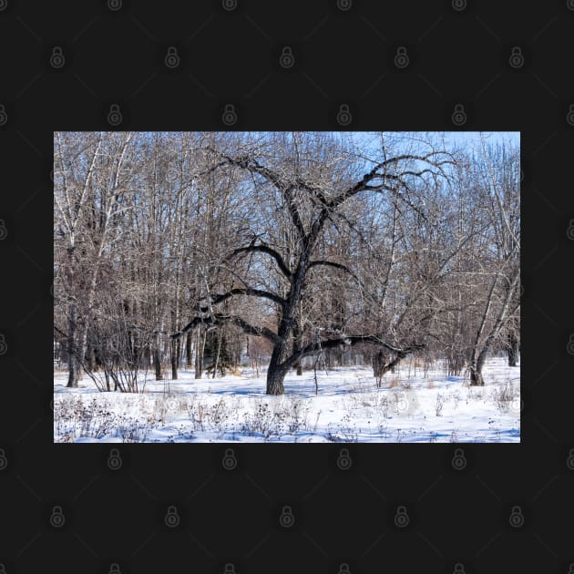 Bur Oak tree. by CanadianWild418