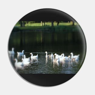 Geese in Trojan pond, near Goble, Oregon Pin