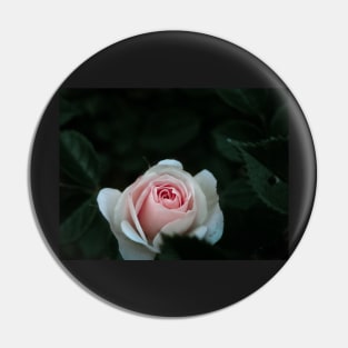 Macro Rose - pink Pin