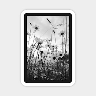 Oxeye daisies Magnet