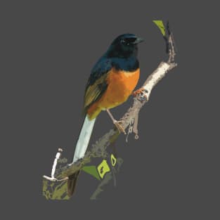 Beautiful White-rumped Shama Thrush, Bird T-Shirt