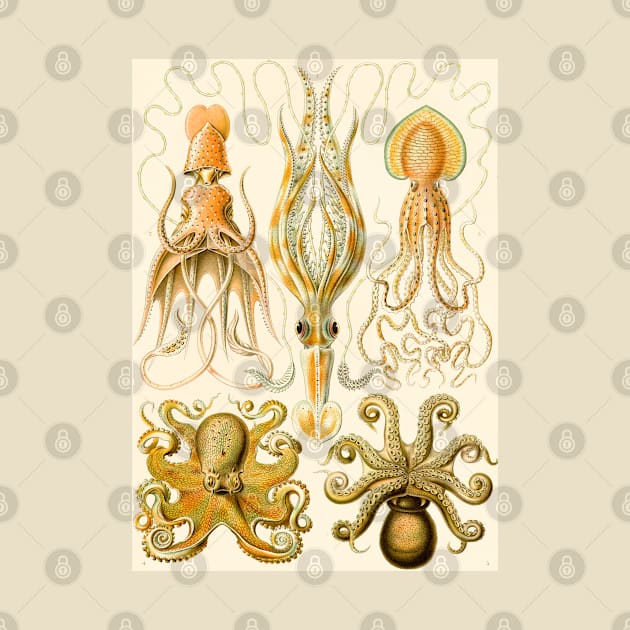 Vintage Underwater Octopus Illustration by codeclothes