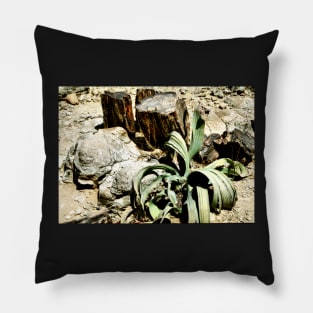 Welwitschia Plant in the Petrified Forest Pillow